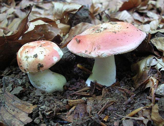 La Flora fungina negli aspetti microclimatici subtropicali